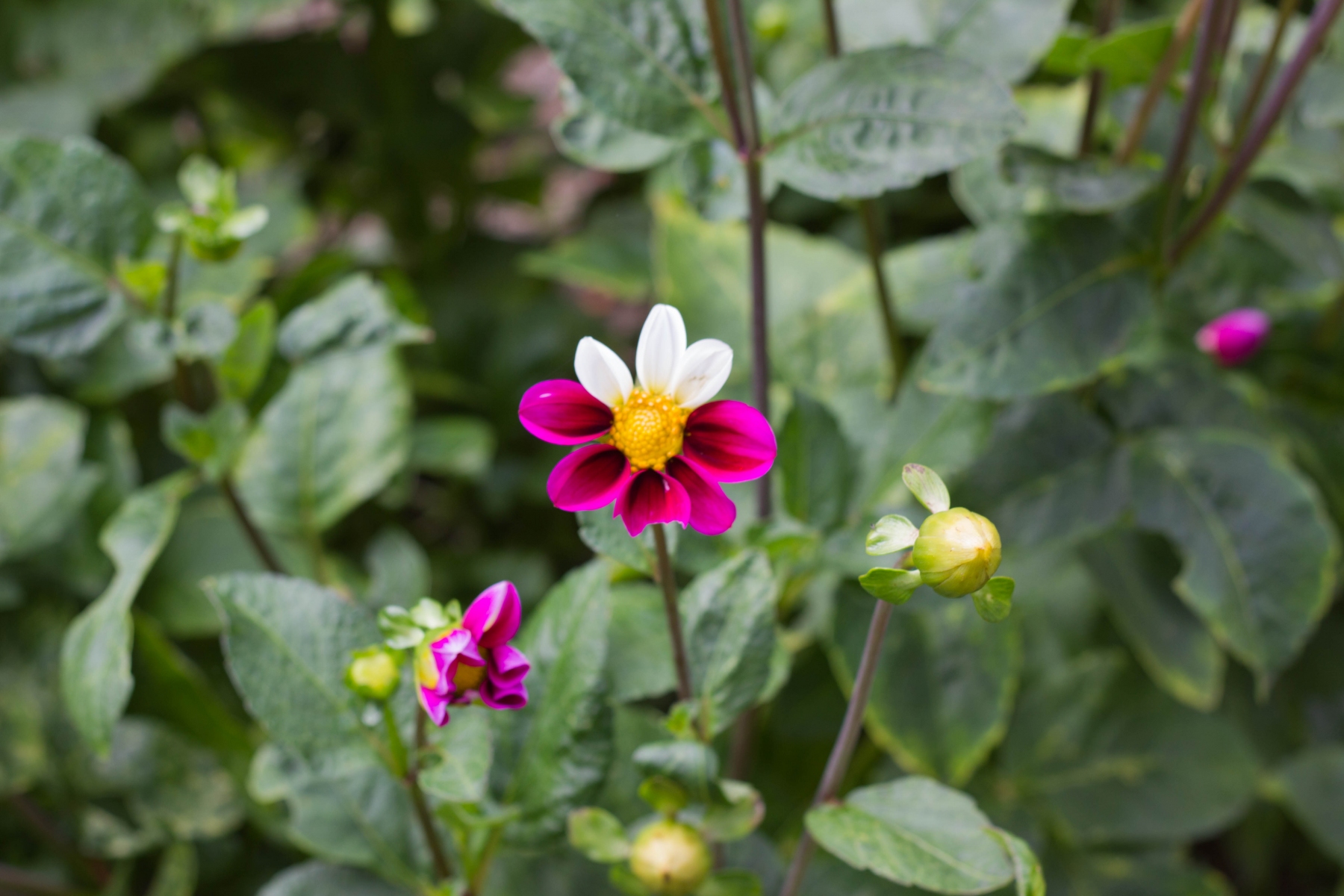 Pollinator Garden - Country Bee Honey Farm