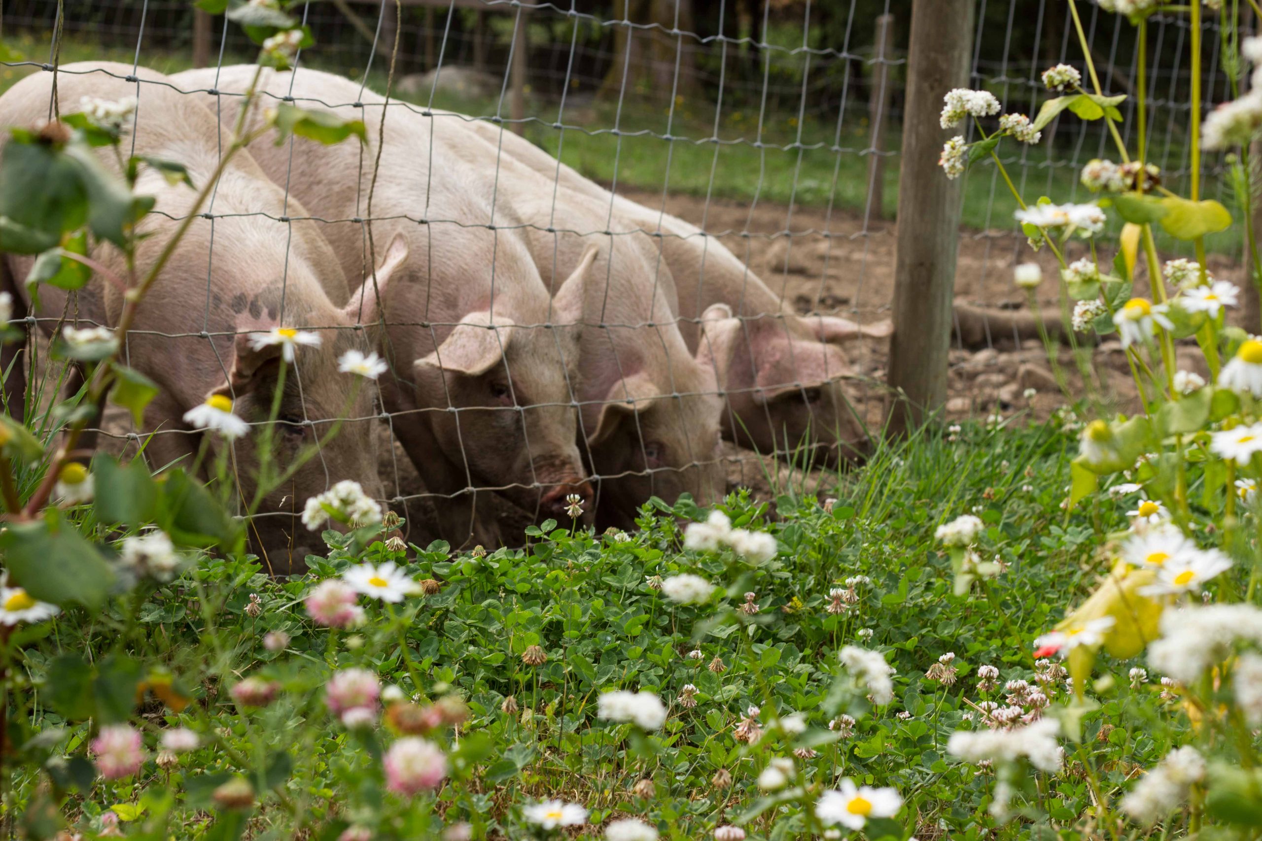 Farm Raised Pork