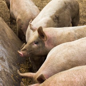 Farm Raised Pork