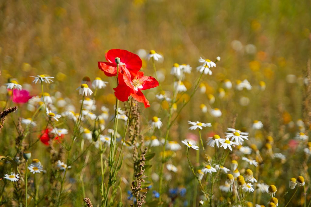poppy wildflowers in field