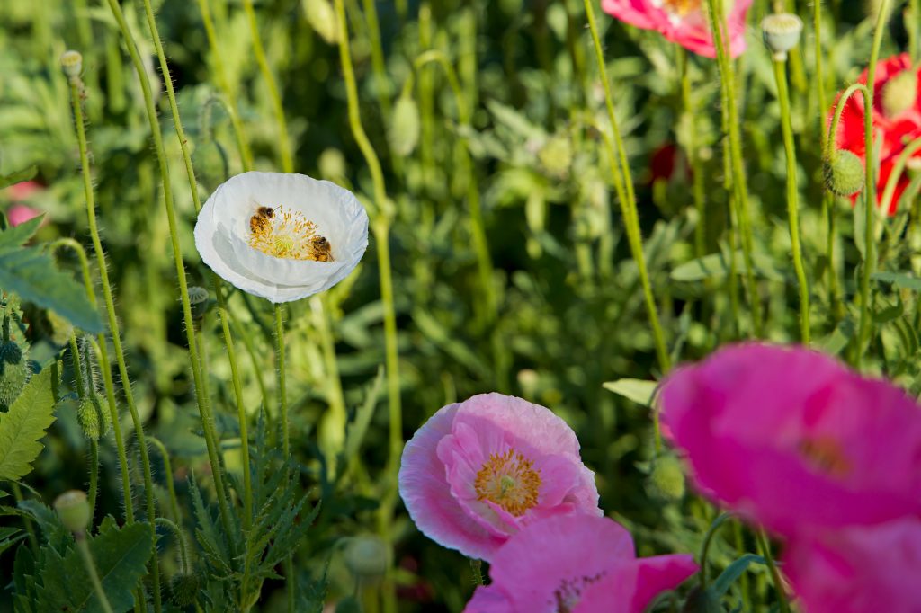 Poppy flowers with bees