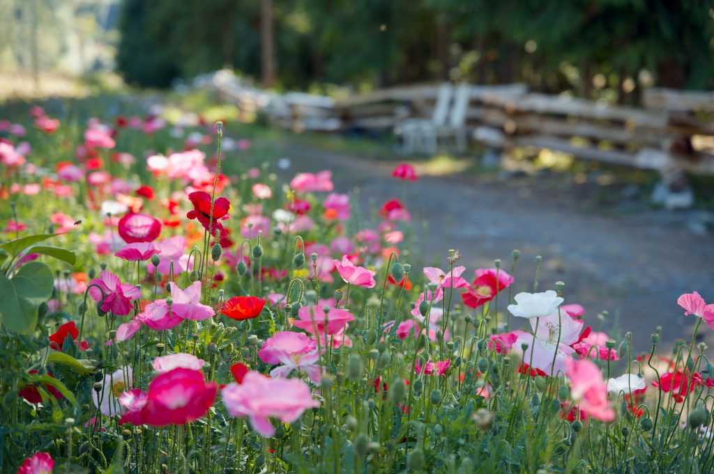 Wildflower field in summer