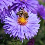 Pollinator Plant Sale