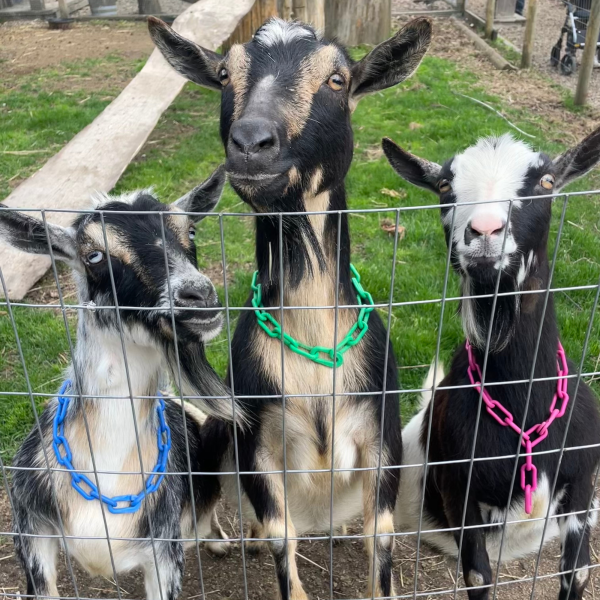 Rosie, Mint, Spirit Rosie, Mint, Spirit